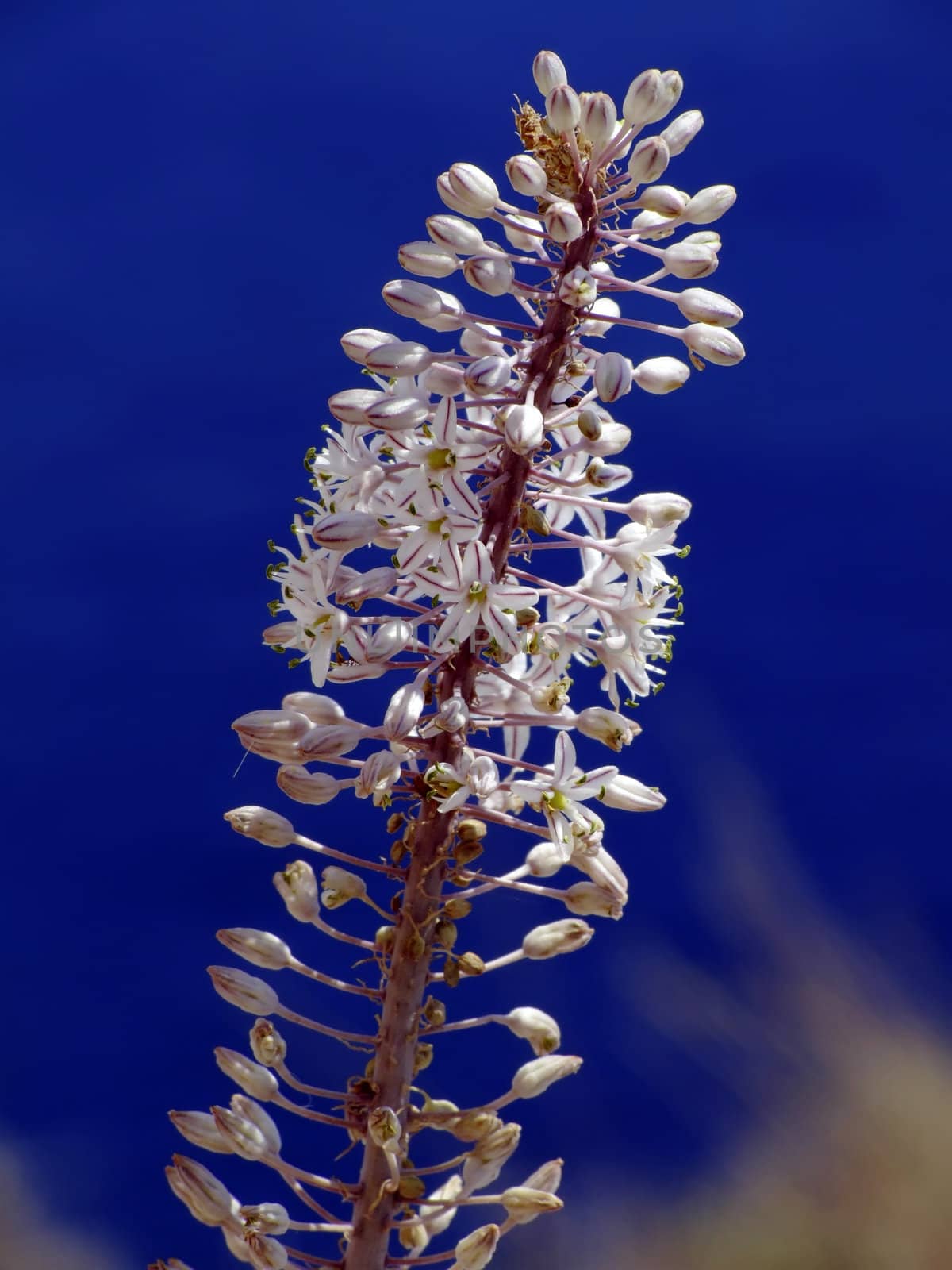 Mediterranean Wild Flora - Star of Bethlehem