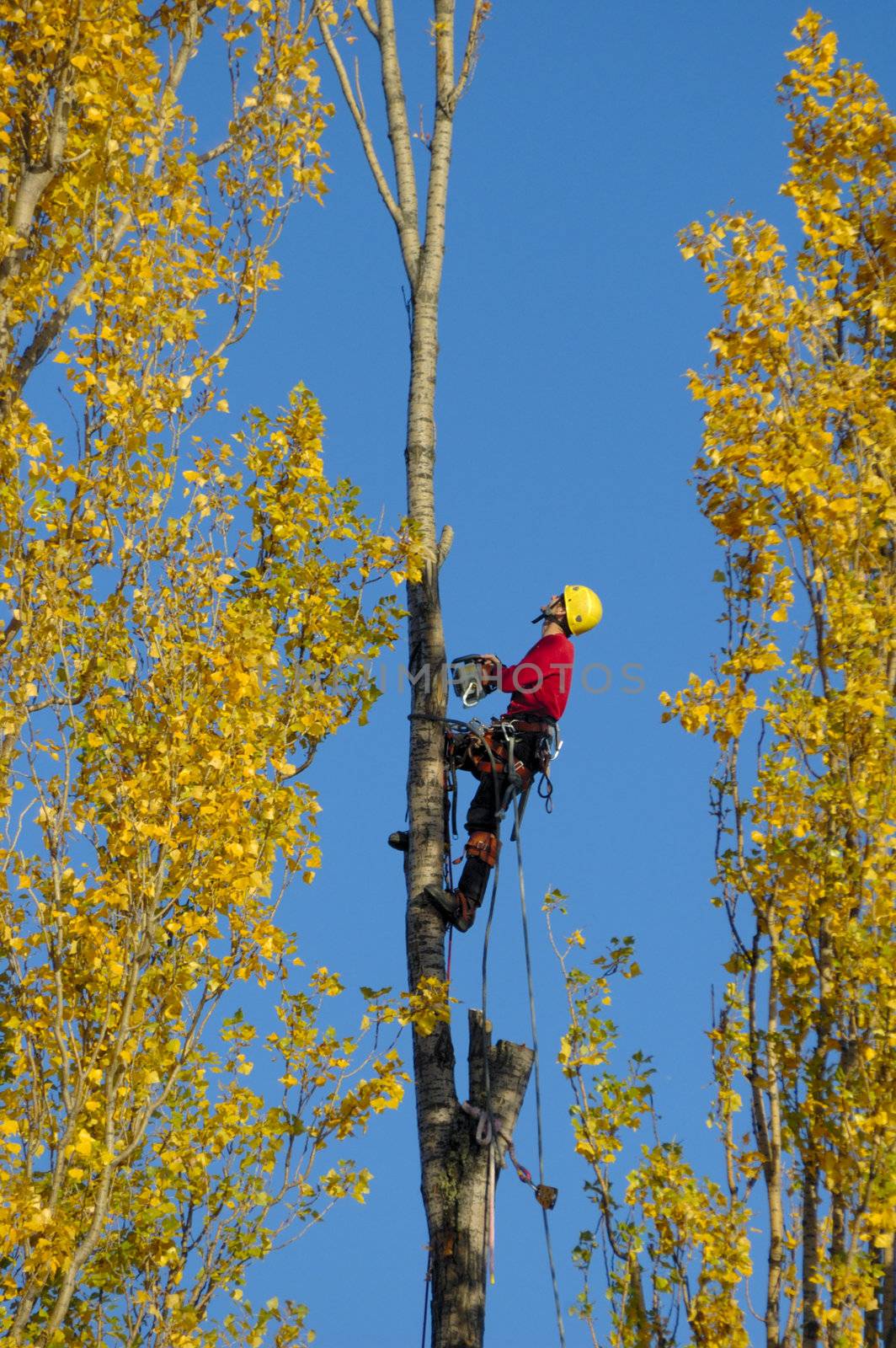 Man up a tree by Bateleur