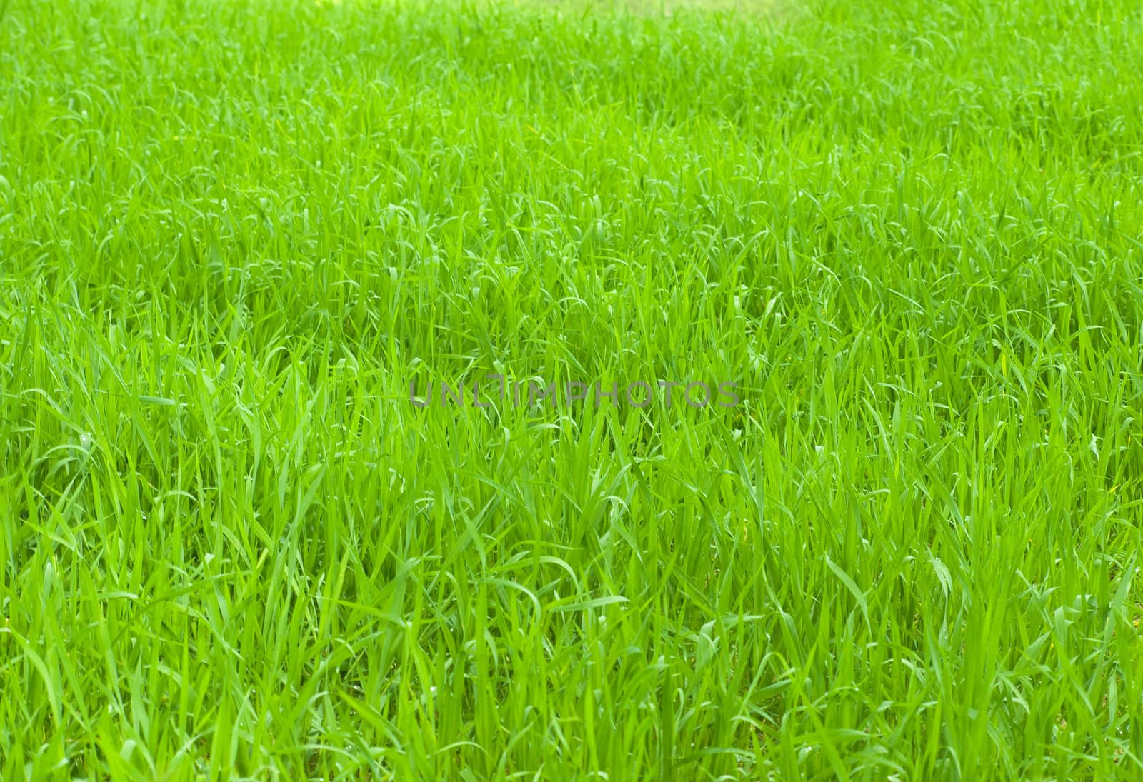 Backdrop made of real fresh winter grass