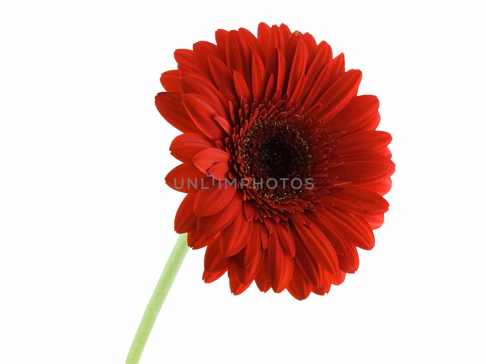 Red gerbera daisy isolated on a white background