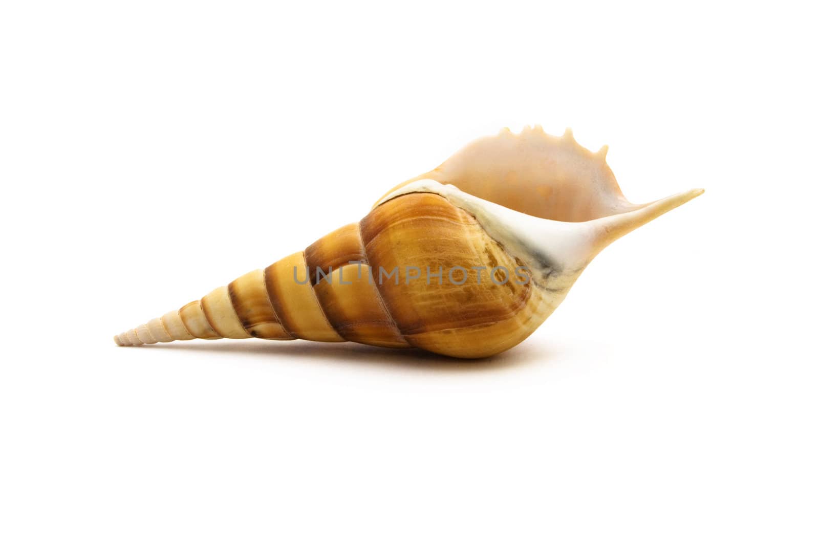 Sea Shell on white background