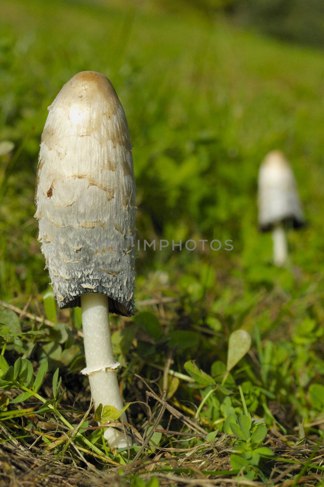 A fungus called 'Shaggy Ink Cap' (or Lawyer's Wig or Judge's Wig (Coprinus comatus). Space for text on the out-of-focus background. A second specimen can be seen, out of focus in the background.