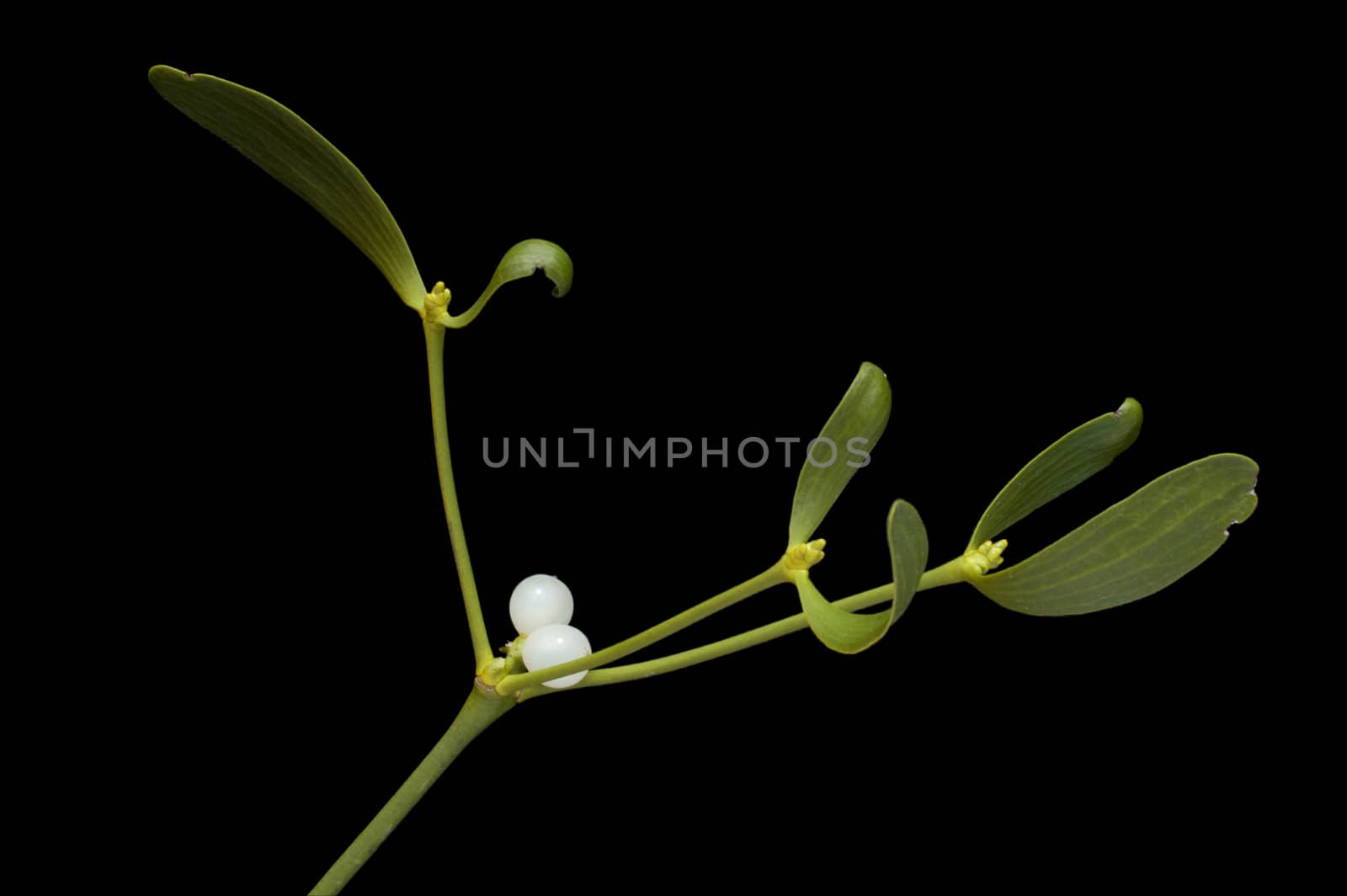 Close-up of a branch of mistletoe (Viscum album) with berries, isolated on a black background