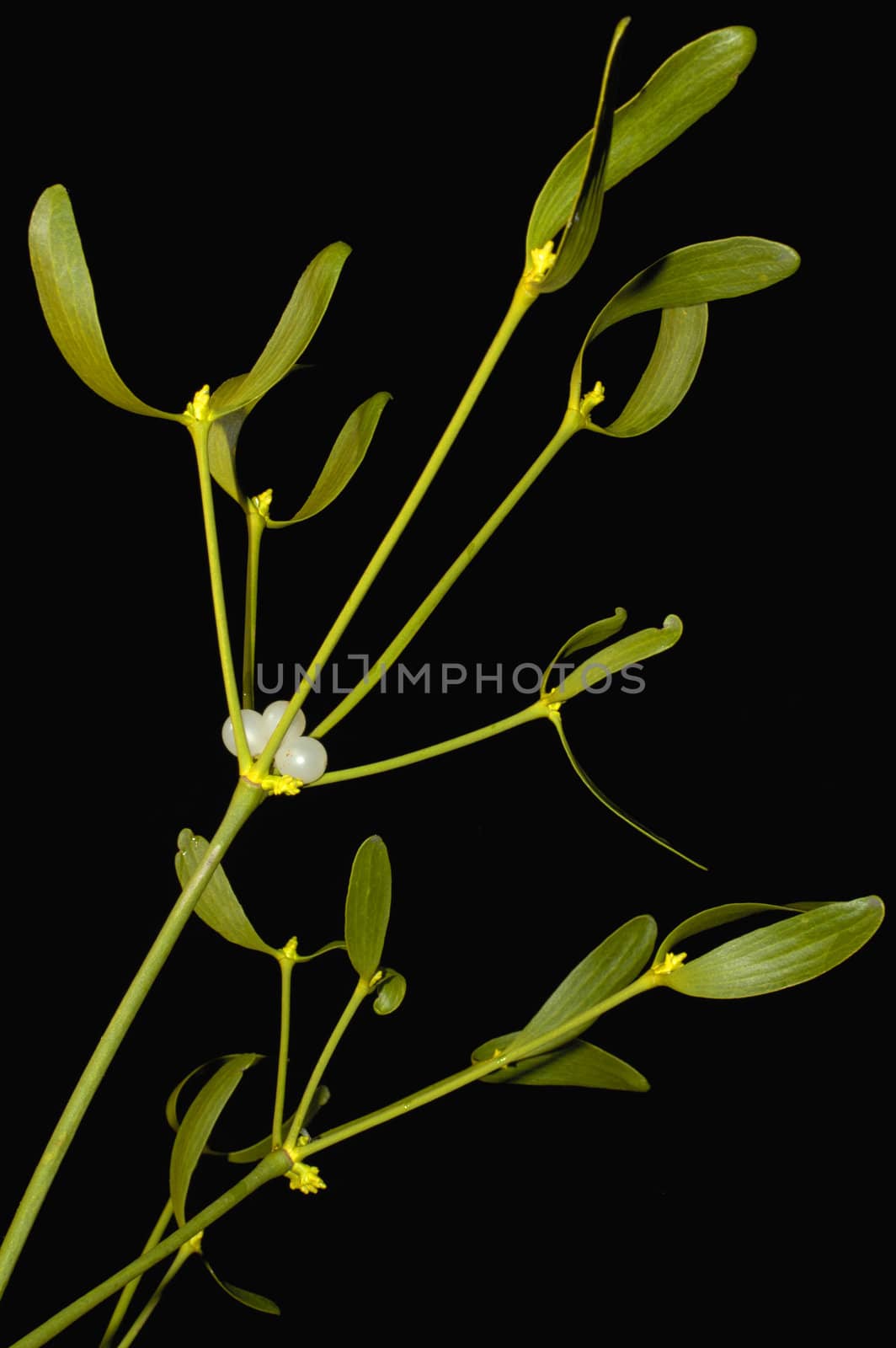 Close-up of a branch of mistletoe (Viscum album) with berries, isolated on a black background