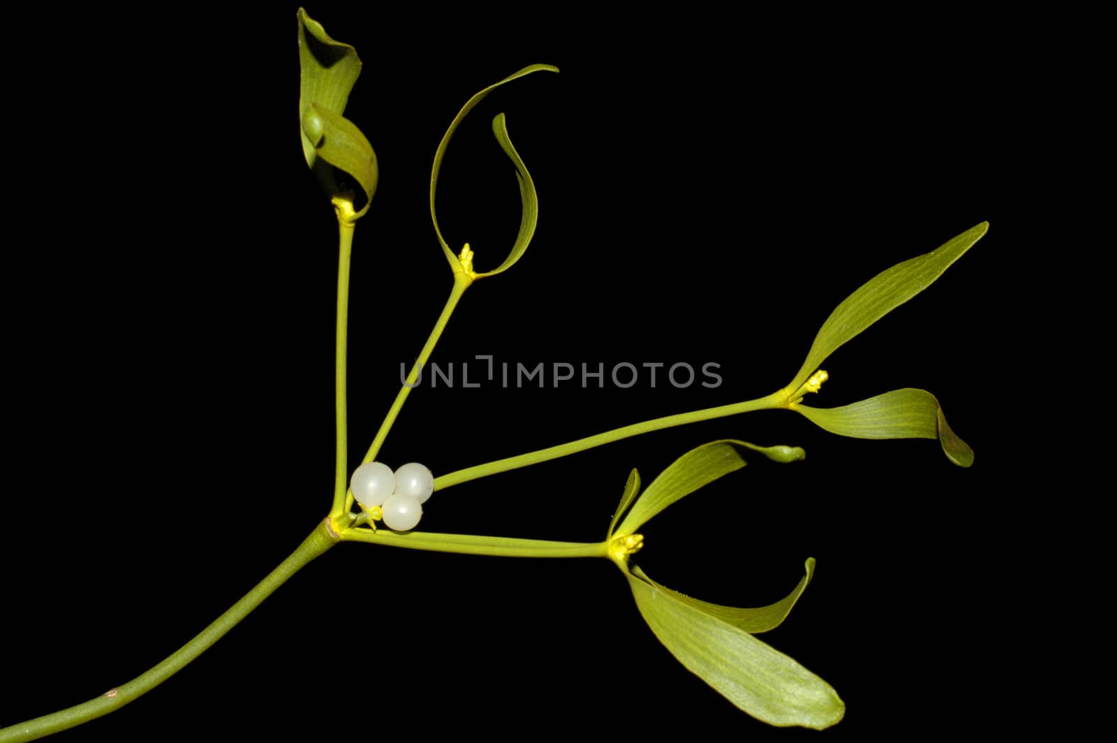 Mistletoe - Close up by Bateleur