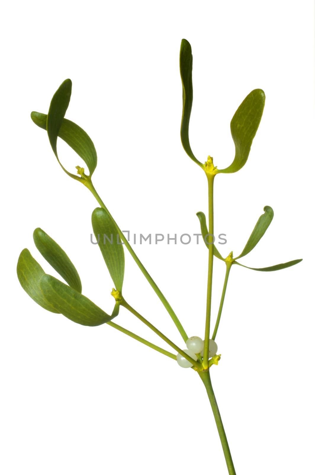 Close-up of a branch of mistletoe (Viscum album) with berries, isolated on a white background