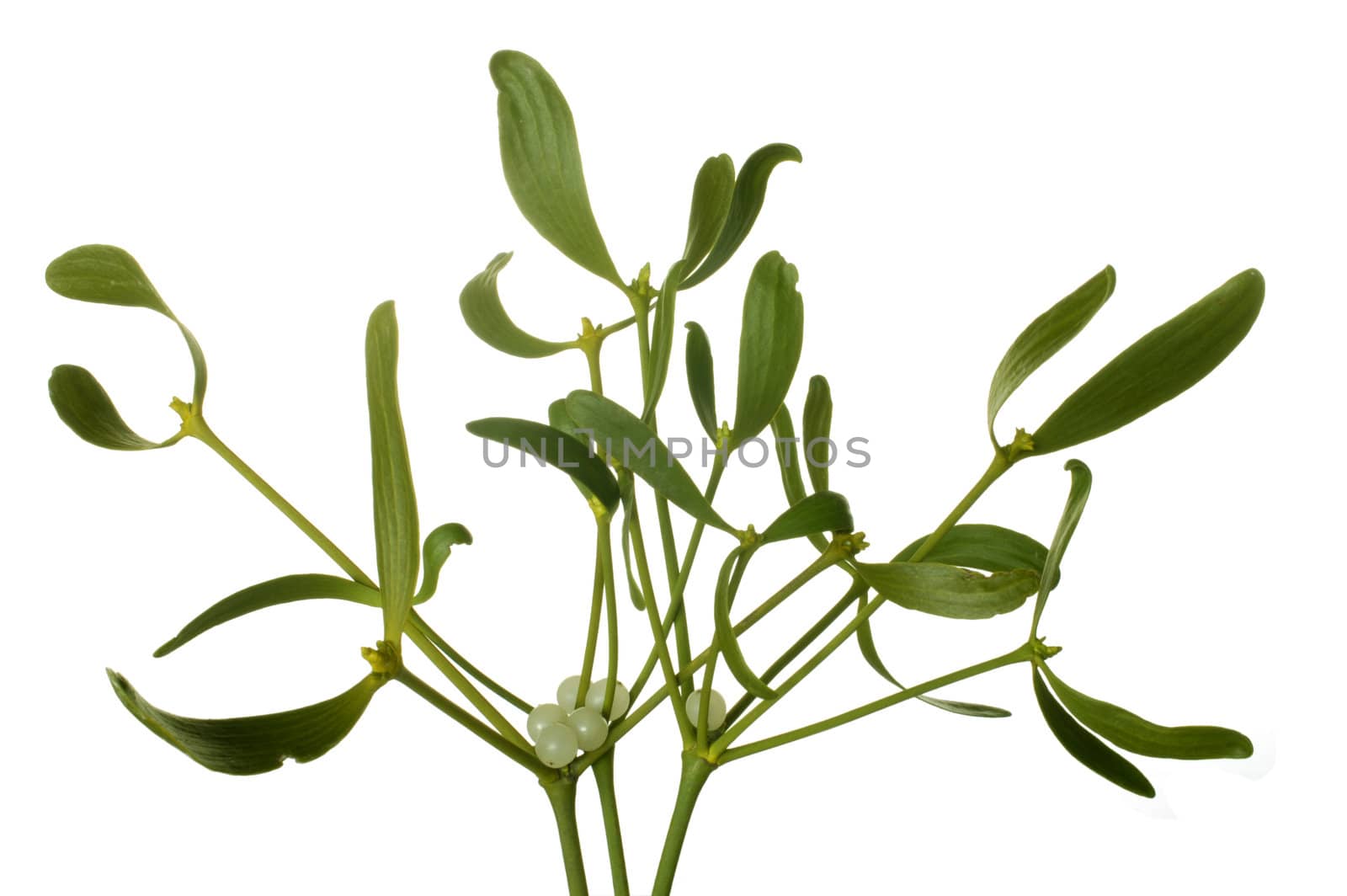 Close-up of a bunch of mistletoe (Viscum album) with berries, isolated on a white background