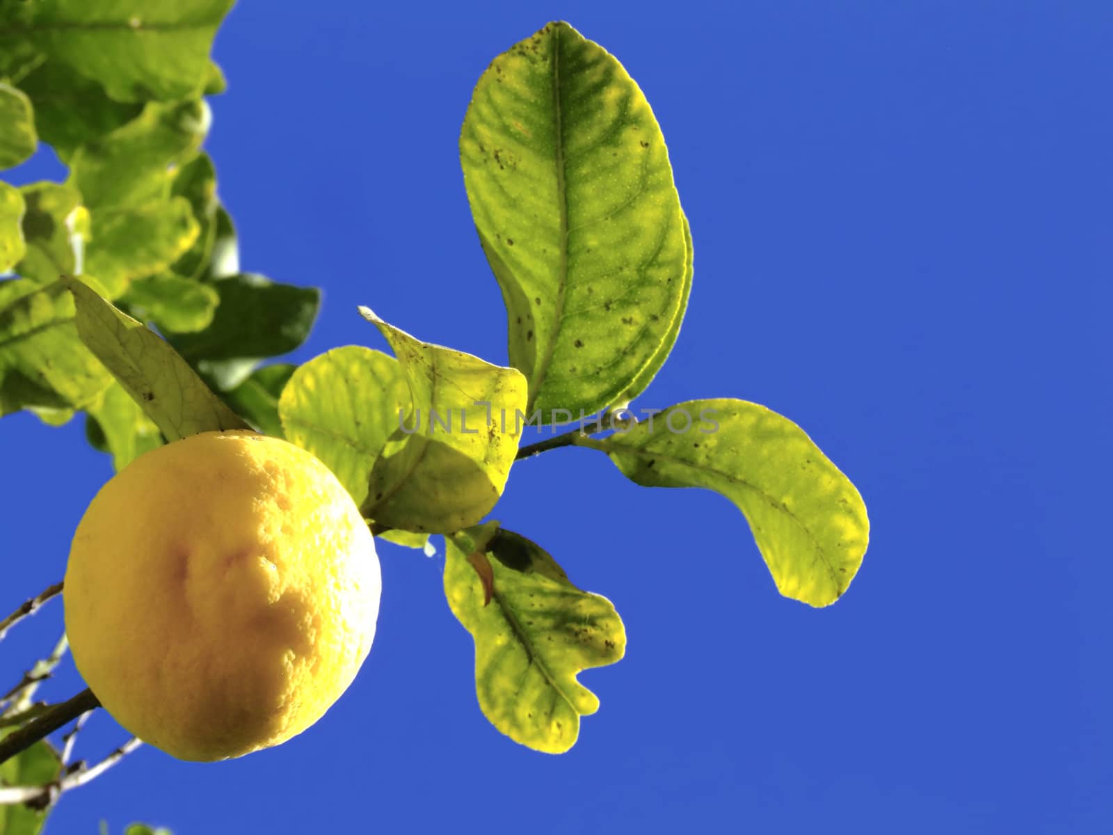 Detail of fruit bearing tree in the Mediterranean - citrus lemon tree