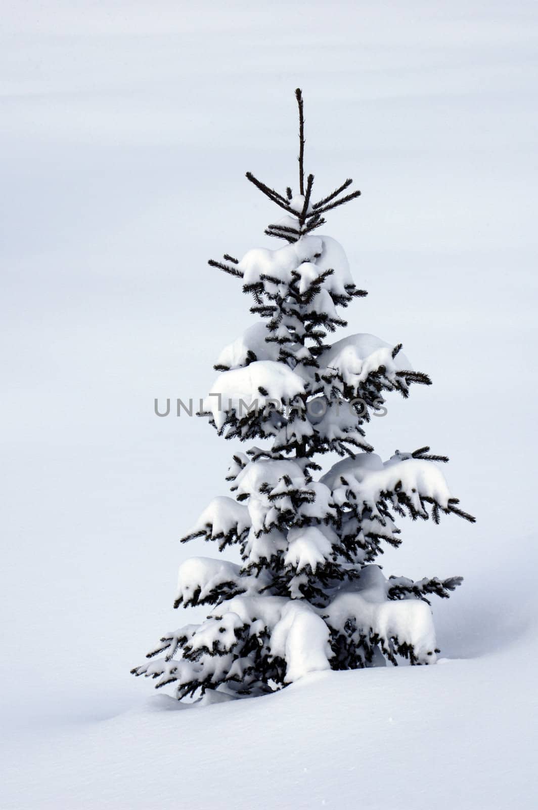 A real Christmas Tree by Bateleur