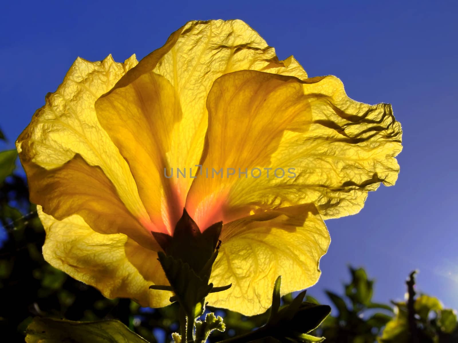 Yellow on Blue by PhotoWorks