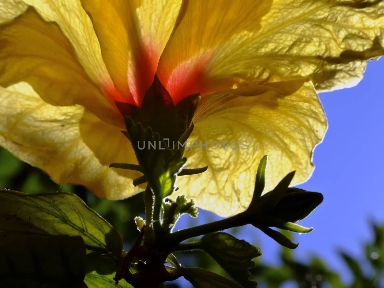 Flora Series - Images depicting various types of Mediterranean flowers