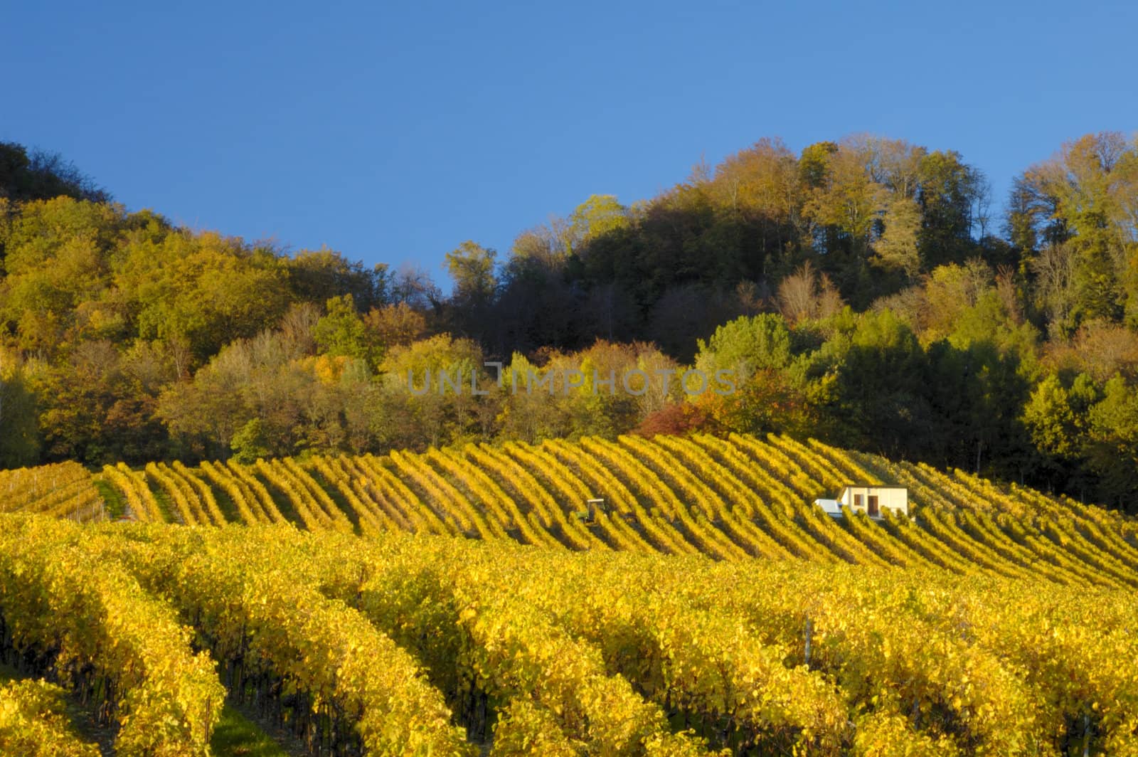 Swiss vineyards of La Cote, after the harvest, under a clear blue sky. A tiny vineyard worker can be seen to the right of the building, with his tractor centre left of the picture. Space for text in the sky.
