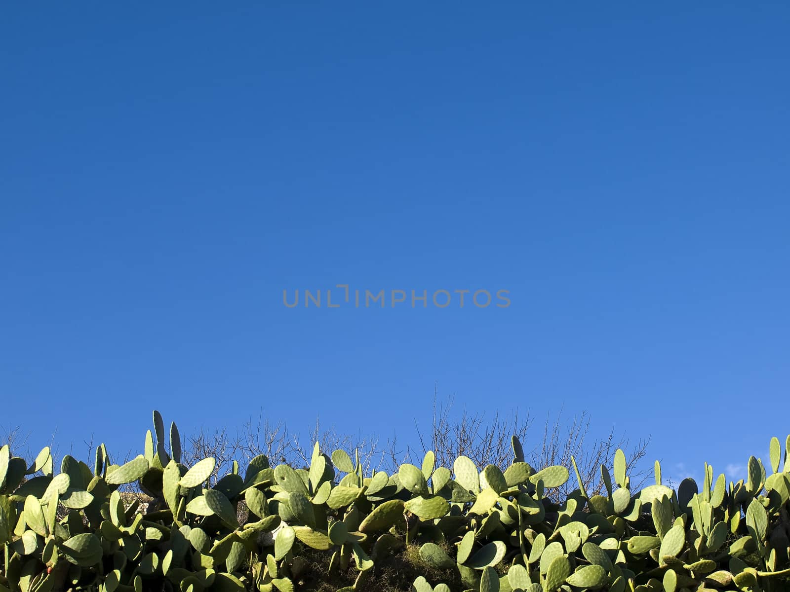 Prickly Pears by PhotoWorks