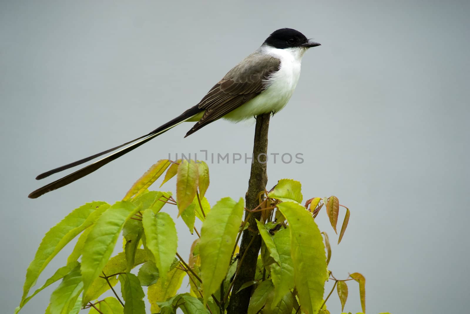 Fork-tailed Flycatcher by xicoputini