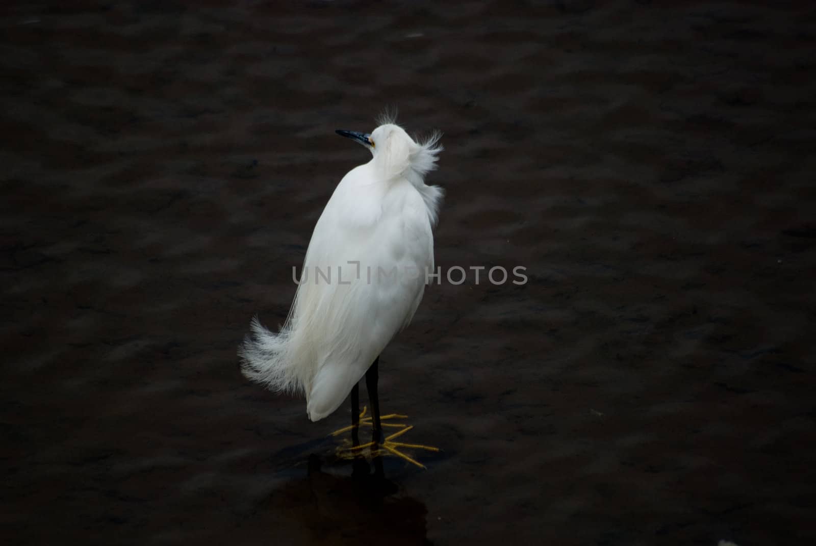 Snowy Egret, Egretta thula - Ardeidae. Bird on the water.