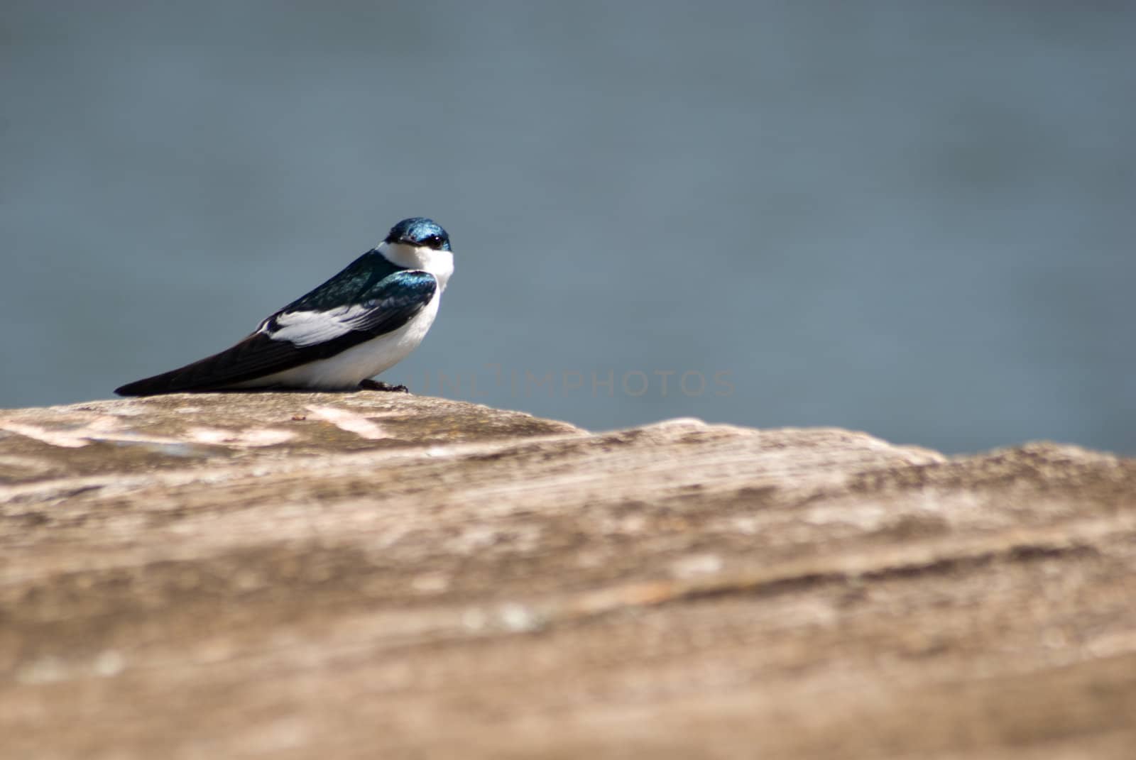 White-winged Swallow by xicoputini