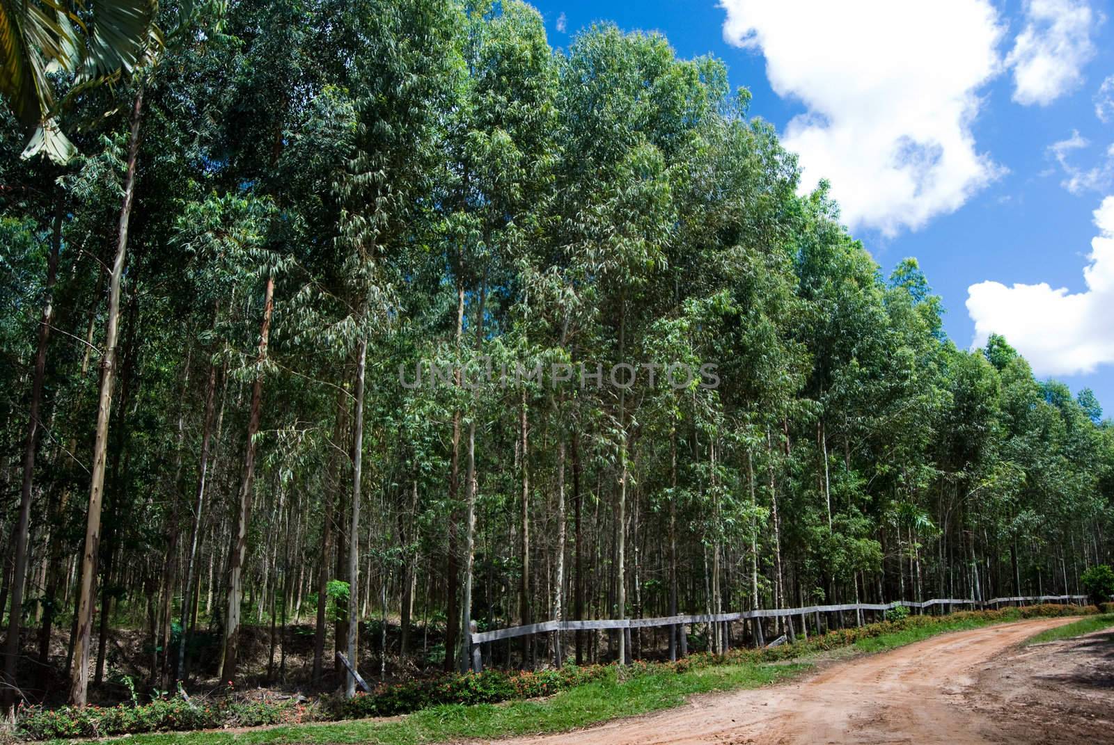 Reforestation of eucalyptus for production of coal in the south of Brazil. Eucalyptus spp. - Myrtaceae.