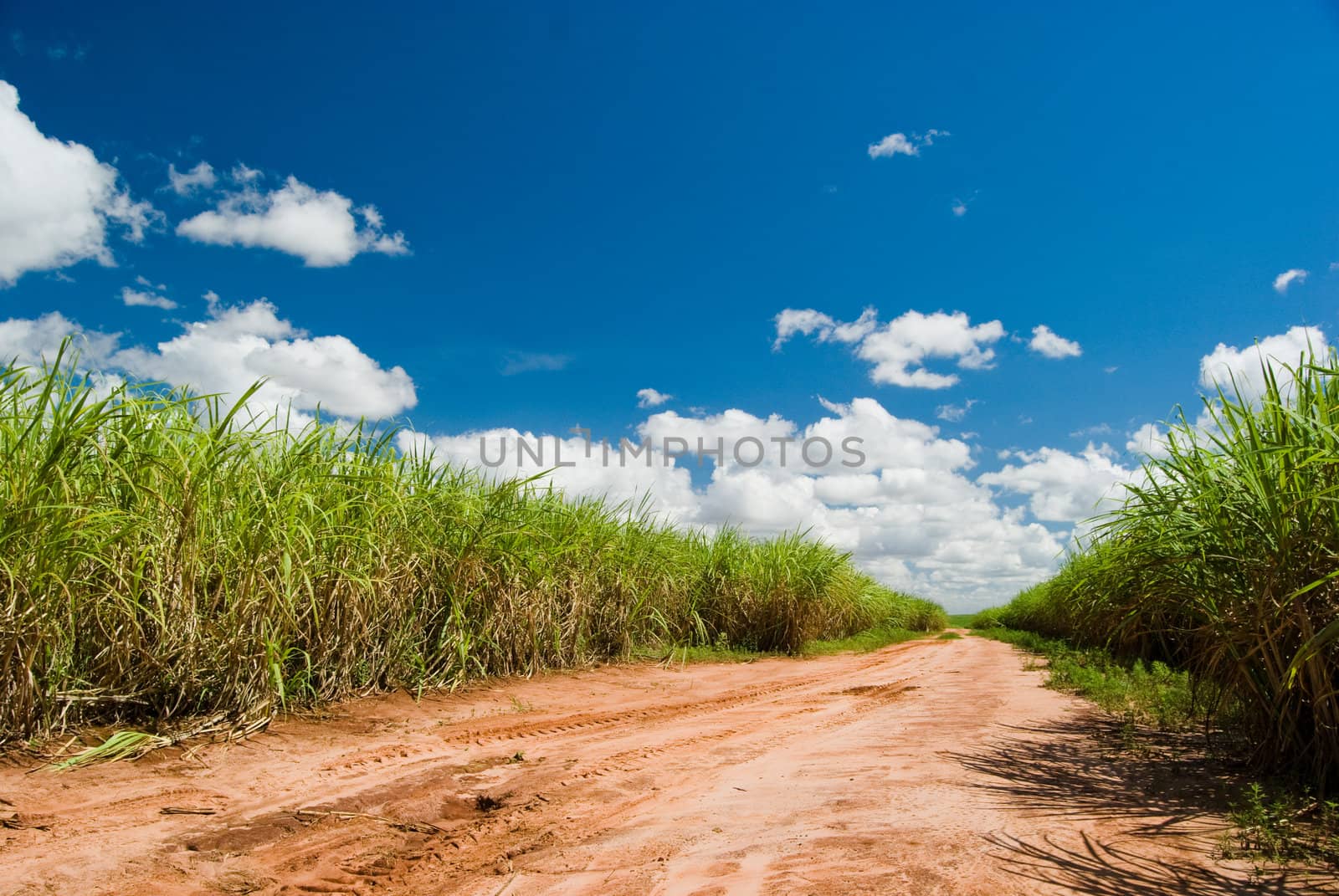 Road for the Sugar Cane Field. Brazil produces about one-third of the sugarcane production in the world.