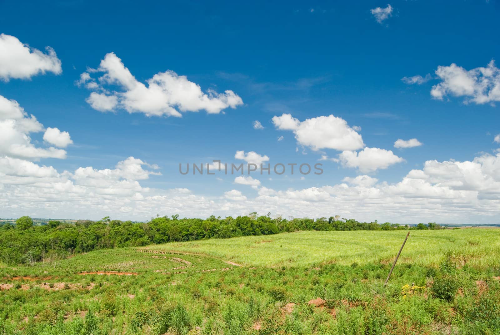 Replacement of native forest for sugarcane and eucalyptus in the south of Brazil. Today there are less than 1% of the Brazilian Atlantic forest, deforestation is the main cause of emissions of greenhouse gases in Brazil.