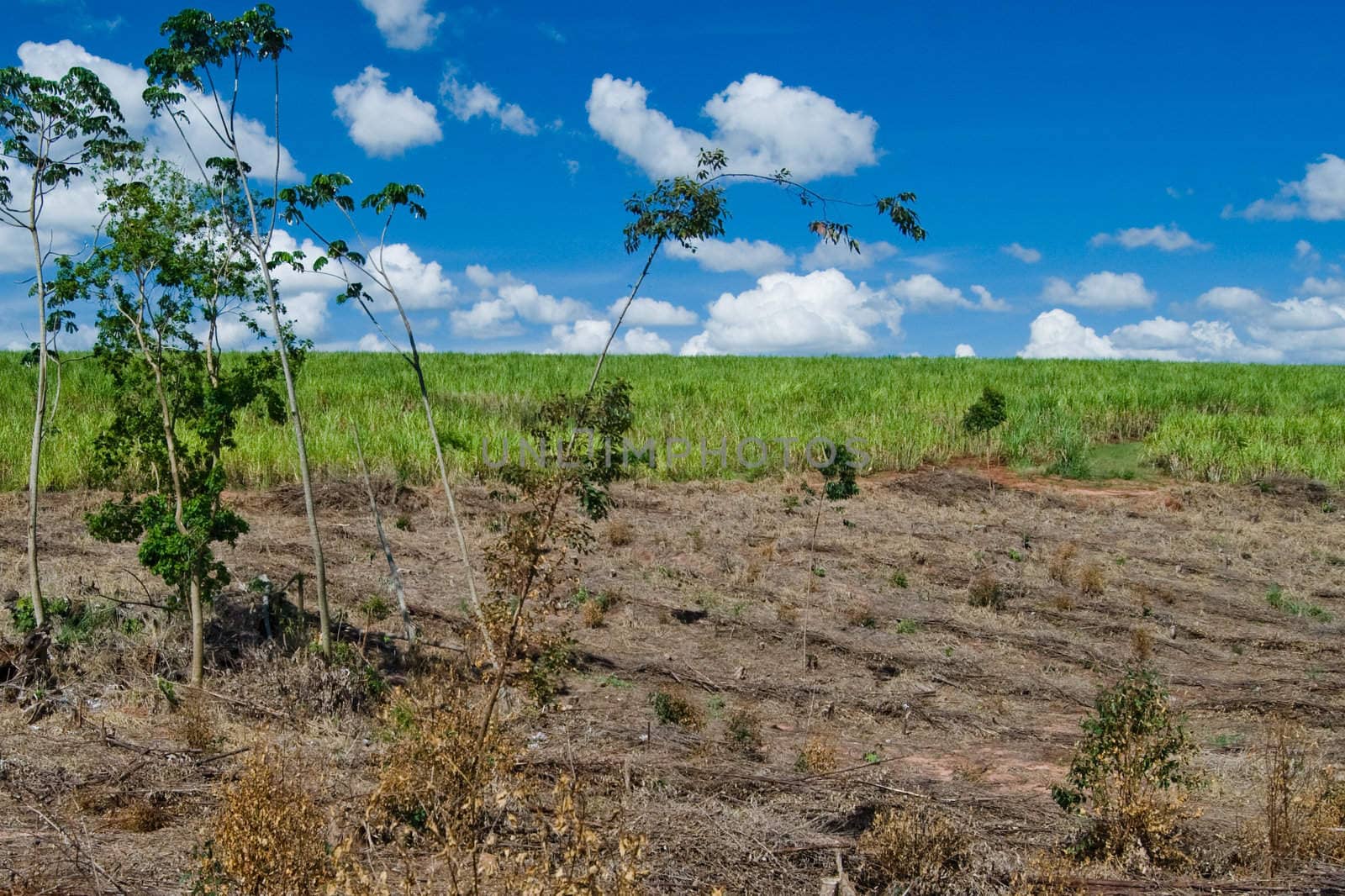 Replacement of native forest for sugarcane and eucalyptus in the south of Brazil. Today there are less than 1% of the Brazilian Atlantic forest, deforestation is the main cause of emissions of greenhouse gases in Brazil.