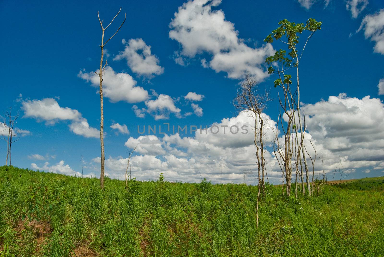 Trunks of dead trees in the area of deforestation to plant eucalyptus trees in southern Brazil.