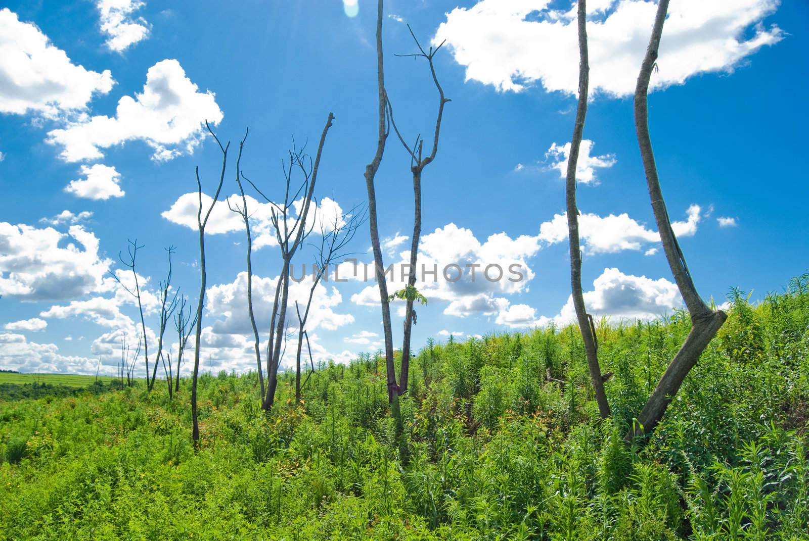 Trunks of dead trees in the area of deforestation to plant eucalyptus trees in southern Brazil.