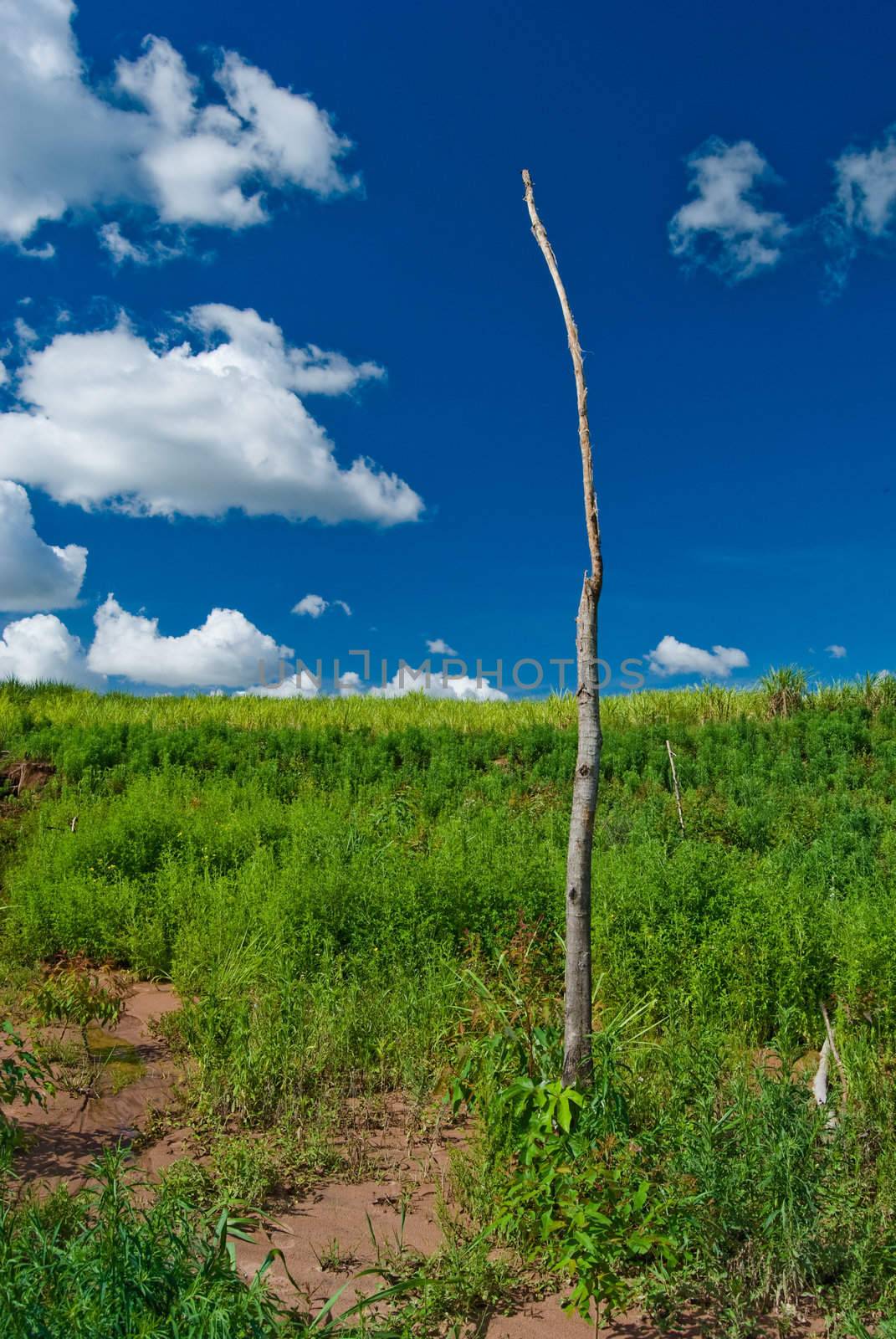 Trunk of dead tree in the area of deforestation to plant eucalyptus trees in southern Brazil.