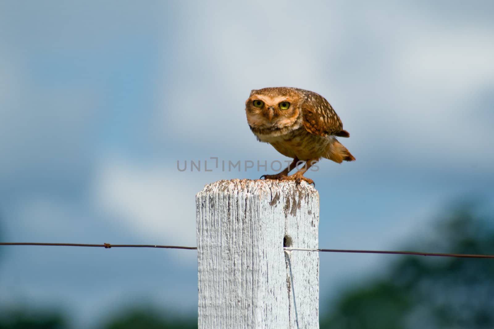 Burrowing owl on a fence post. Athene cunicularia - Strigidae.