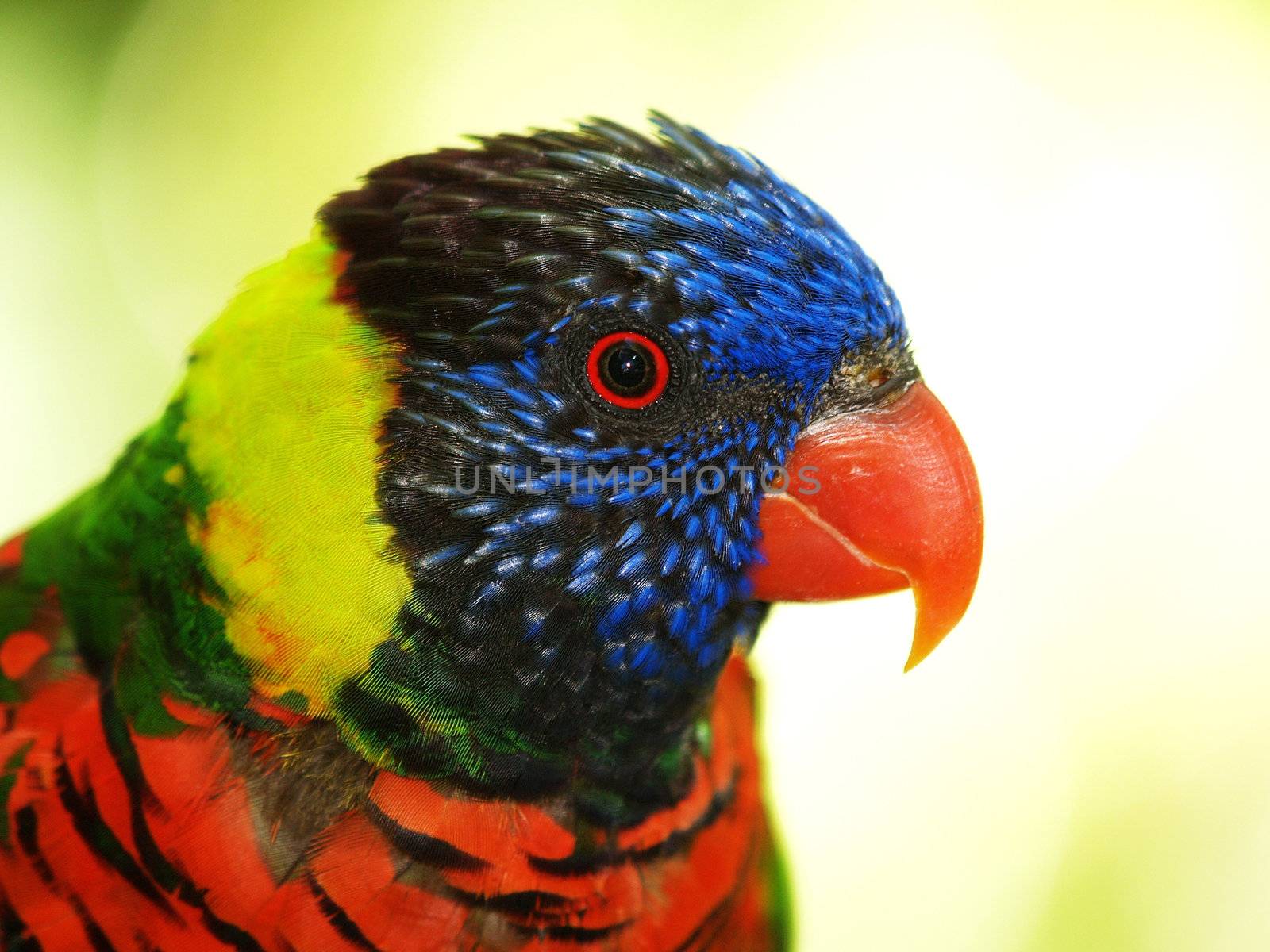 Parrot headshot by vincentnotes