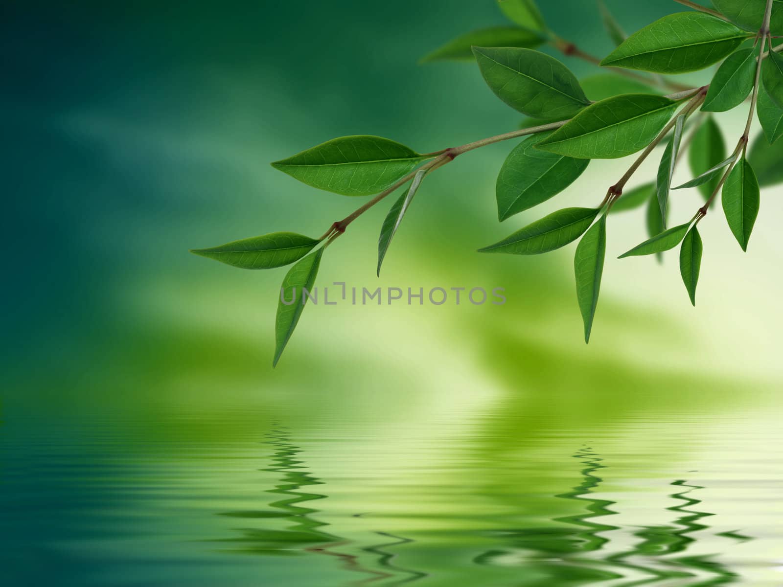 High resolution graphic of Leaves reflecting in water. 