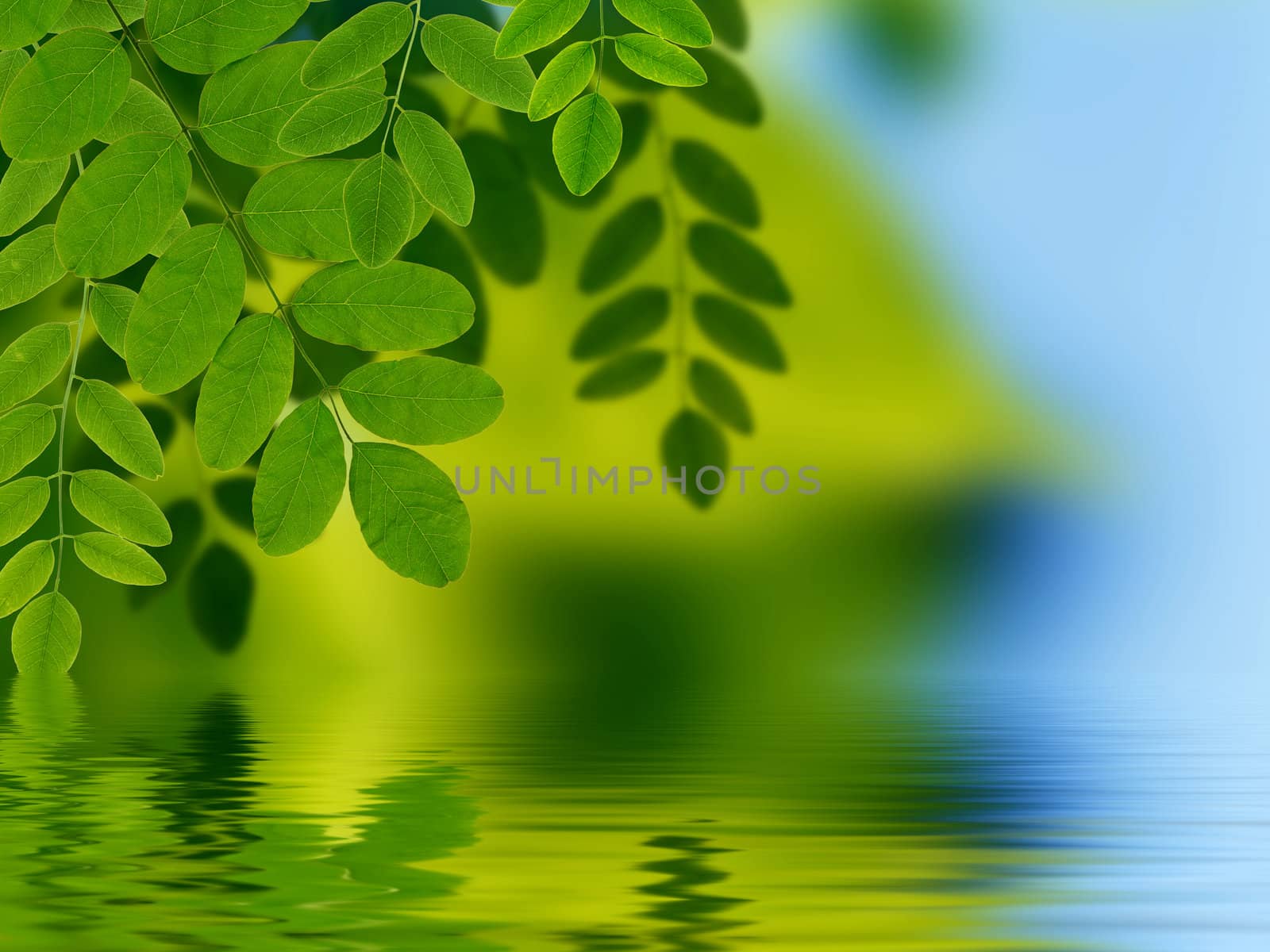 High resolution graphic of Leaves reflecting in water. 