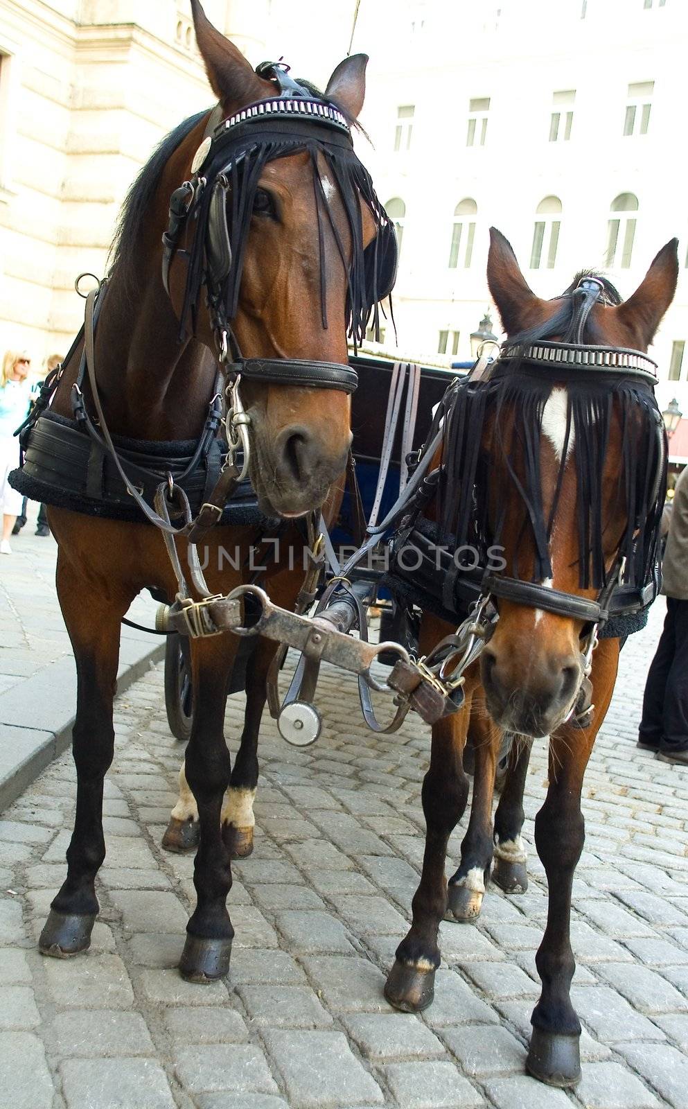 The horses harnessed in a vehicle for walks on a city