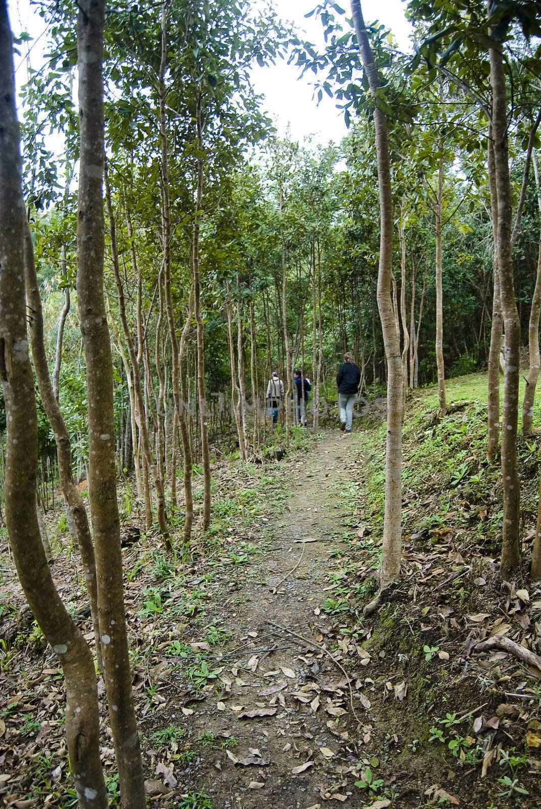 People walking on the forest.