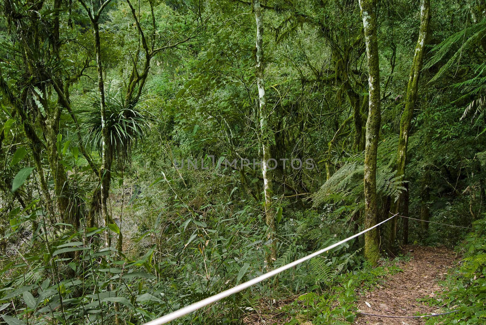 Track on the forest with handrail hopes.