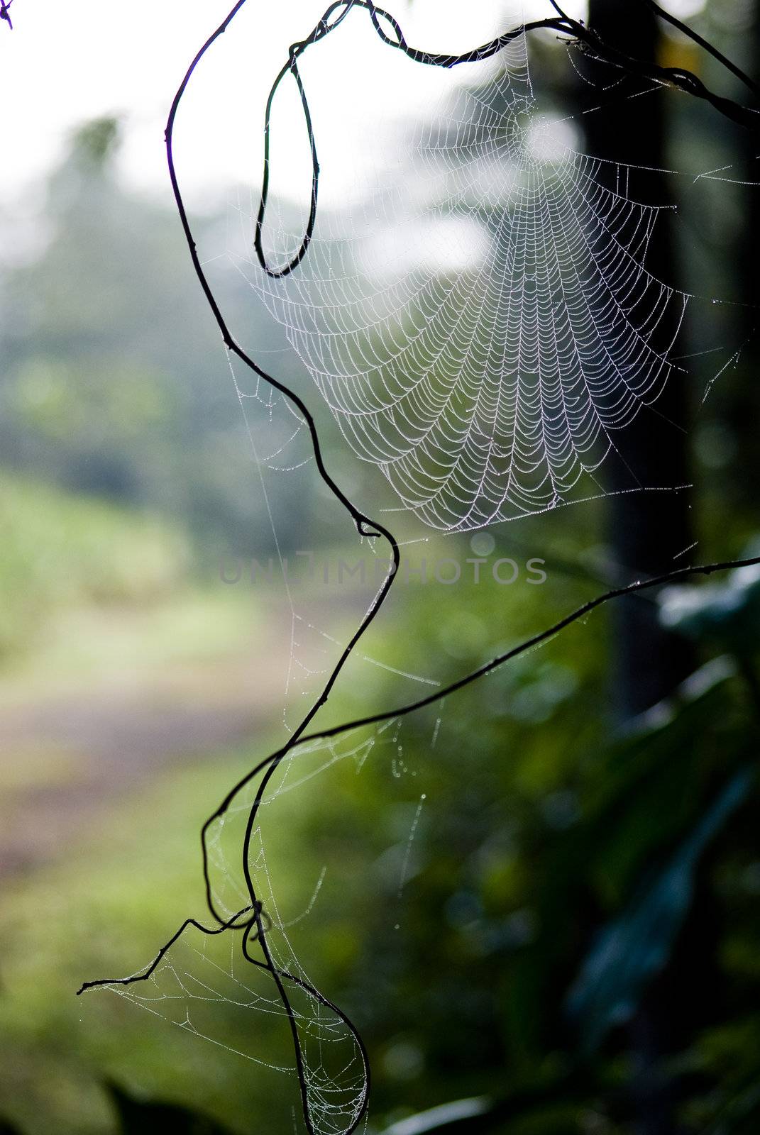 Spider web in backlighting.