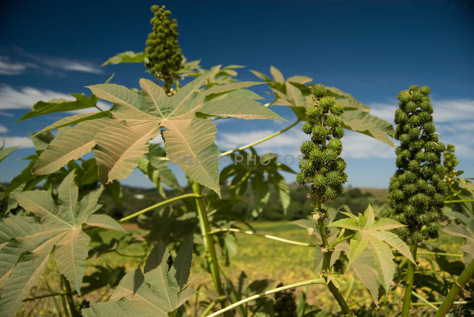 The oil of castor seed is one of raw materials used in the production of biofuel in Brazil.