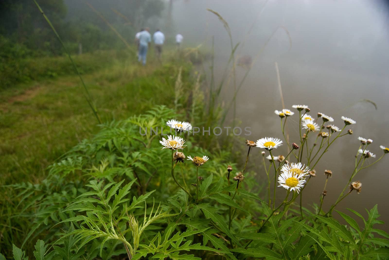 Rural road with people, flowers, lake and mist.