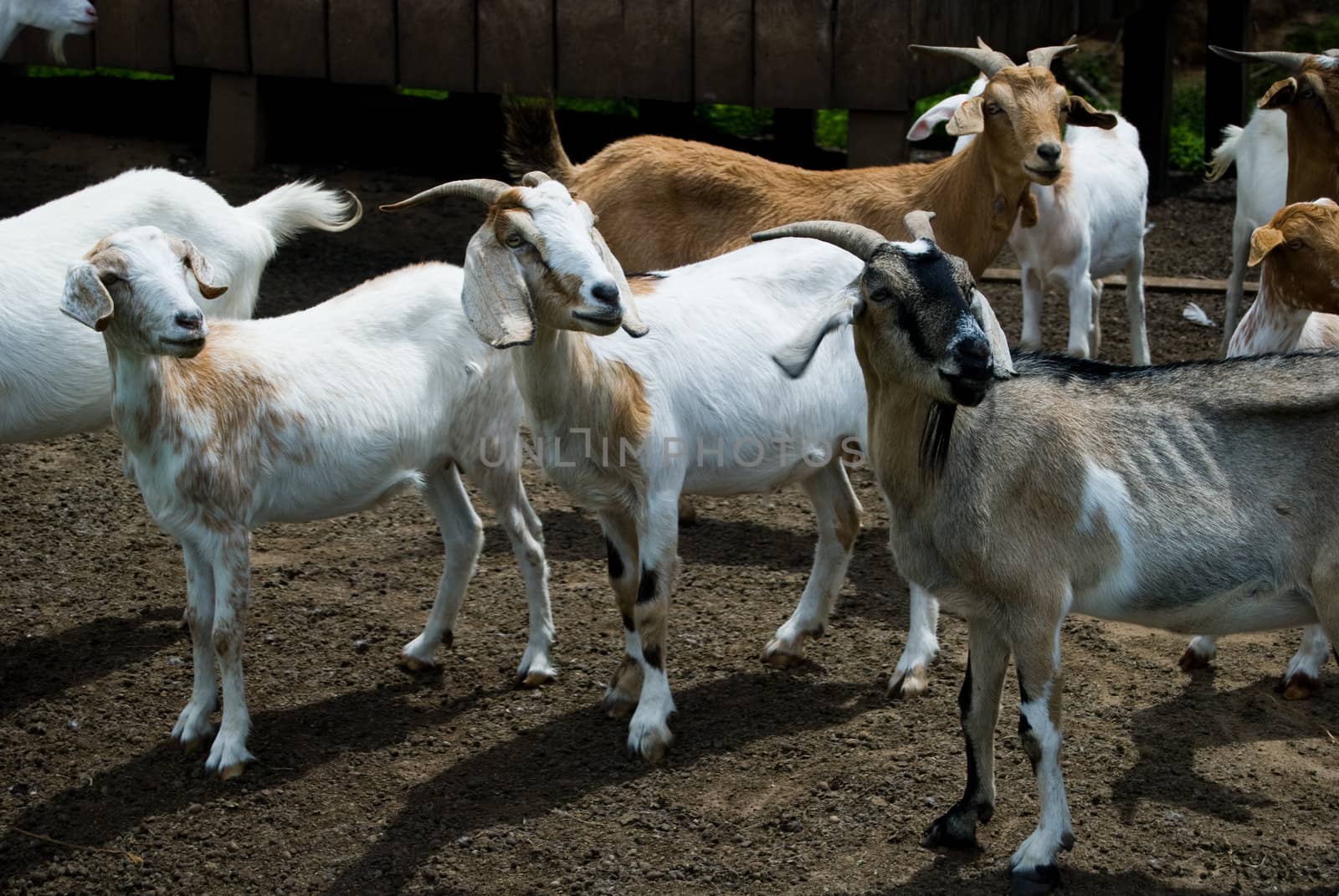 Flock of goats on a little farm, Parana state, southern Brazil.