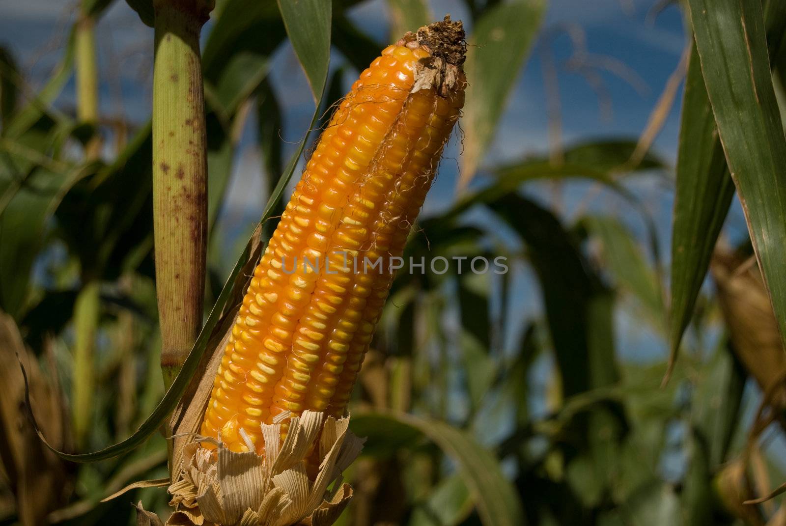 The maize is one known cultivated cereal to a large extent of the world. The maize extensively is used as human food or animal ration, had to its nutricionals qualities.