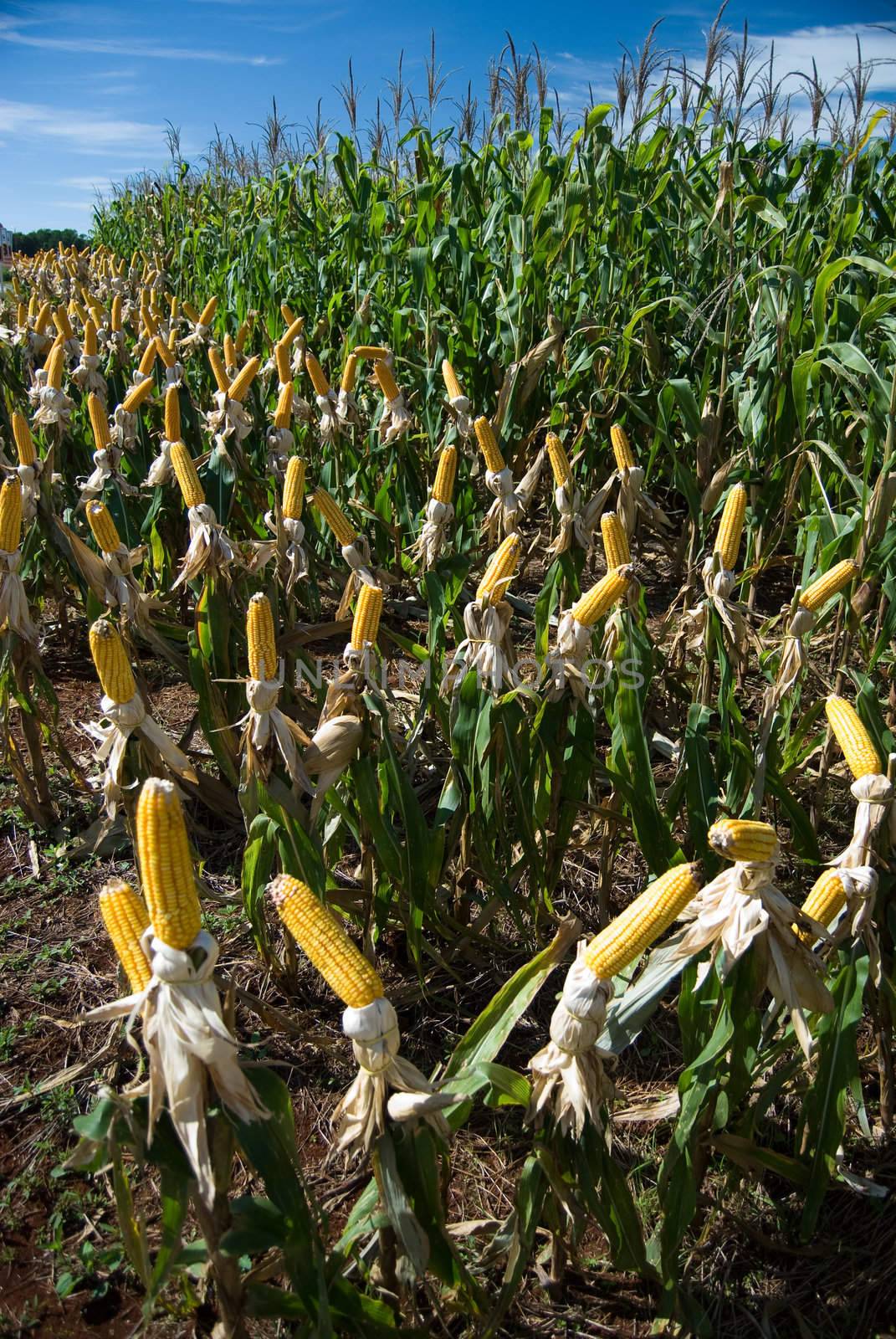 The maize is one known cultivated cereal to a large extent of the world. The maize extensively is used as human food or animal ration, had to its nutricionals qualities.