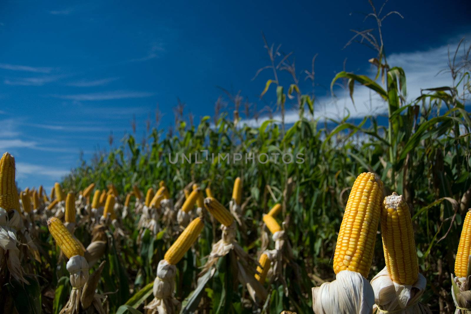 The maize is one known cultivated cereal to a large extent of the world. The maize extensively is used as human food or animal ration, had to its nutricionals qualities.