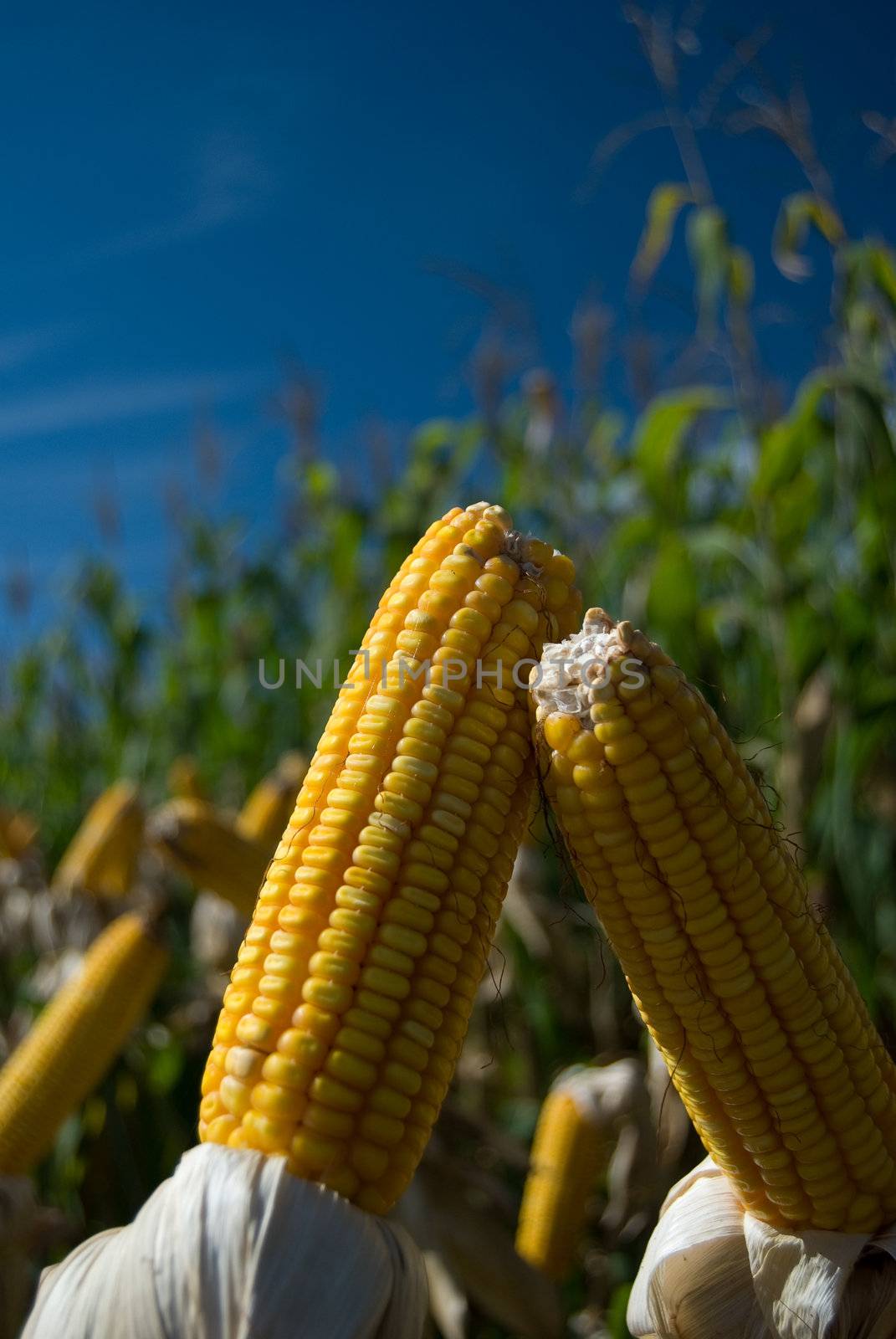 The maize is one known cultivated cereal to a large extent of the world. The maize extensively is used as human food or animal ration, had to its nutricionals qualities.