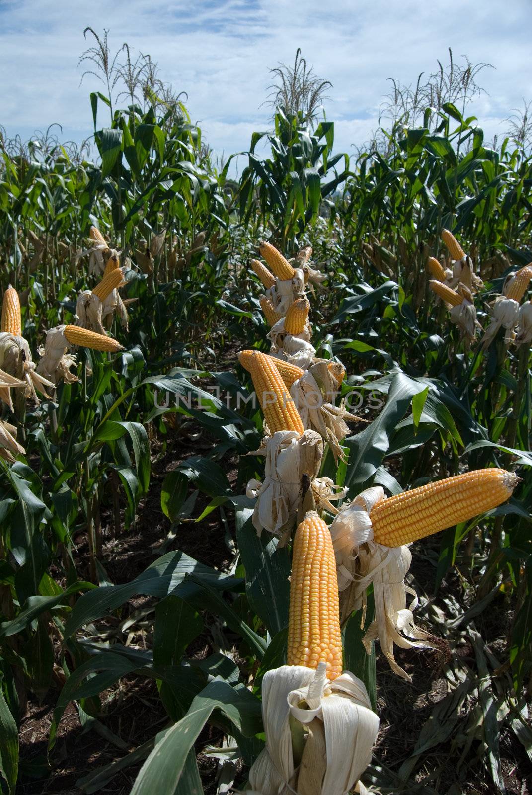 Maize Crop by xicoputini