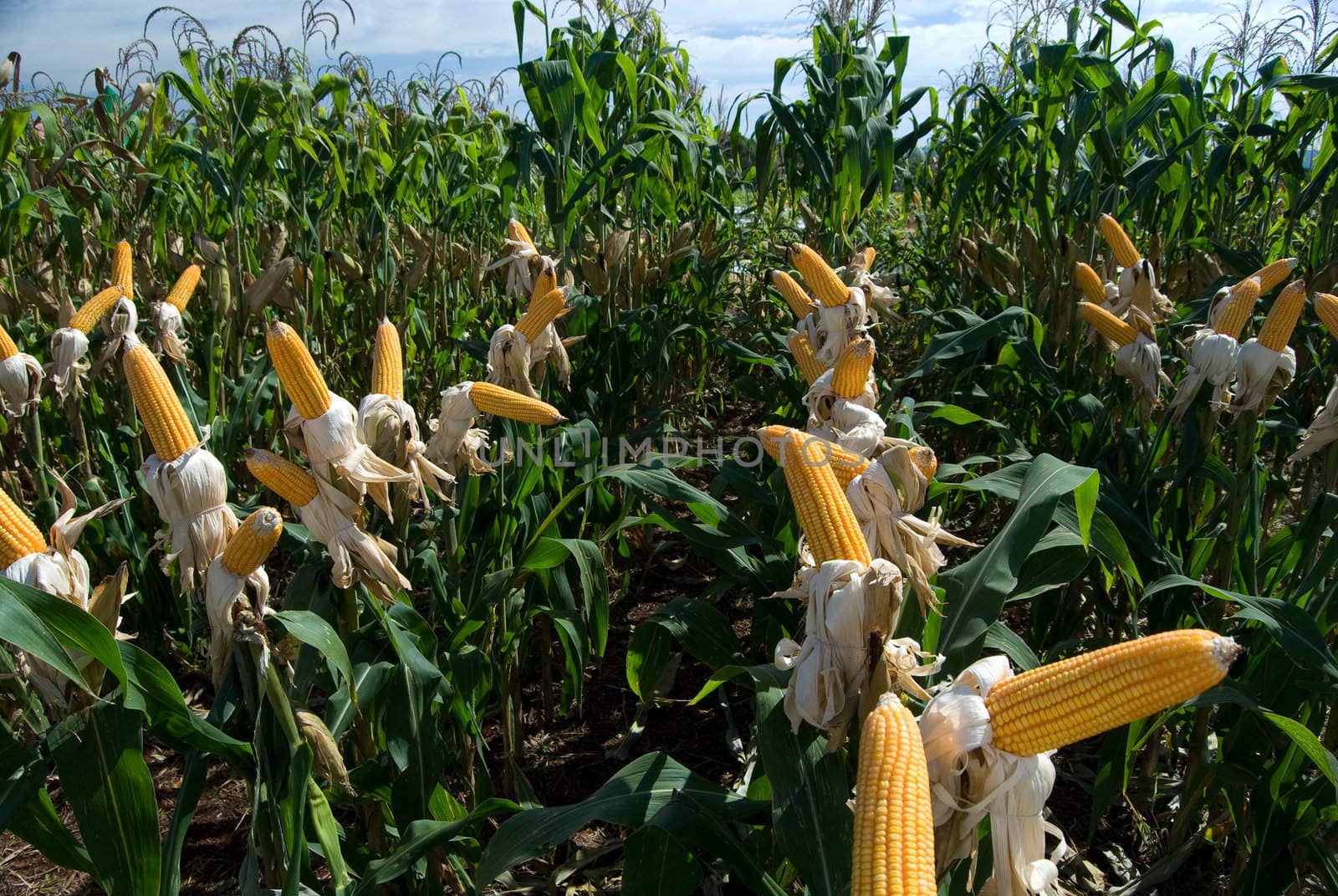 Maize Crop by xicoputini