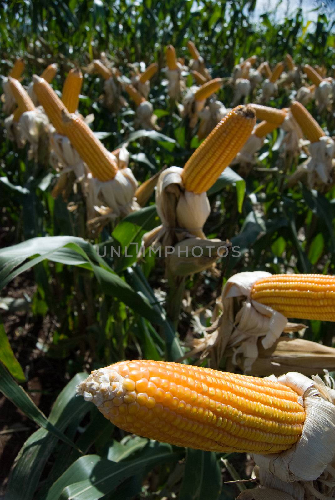 The maize is one known cultivated cereal to a large extent of the world. The maize extensively is used as human food or animal ration, had to its nutricionals qualities.