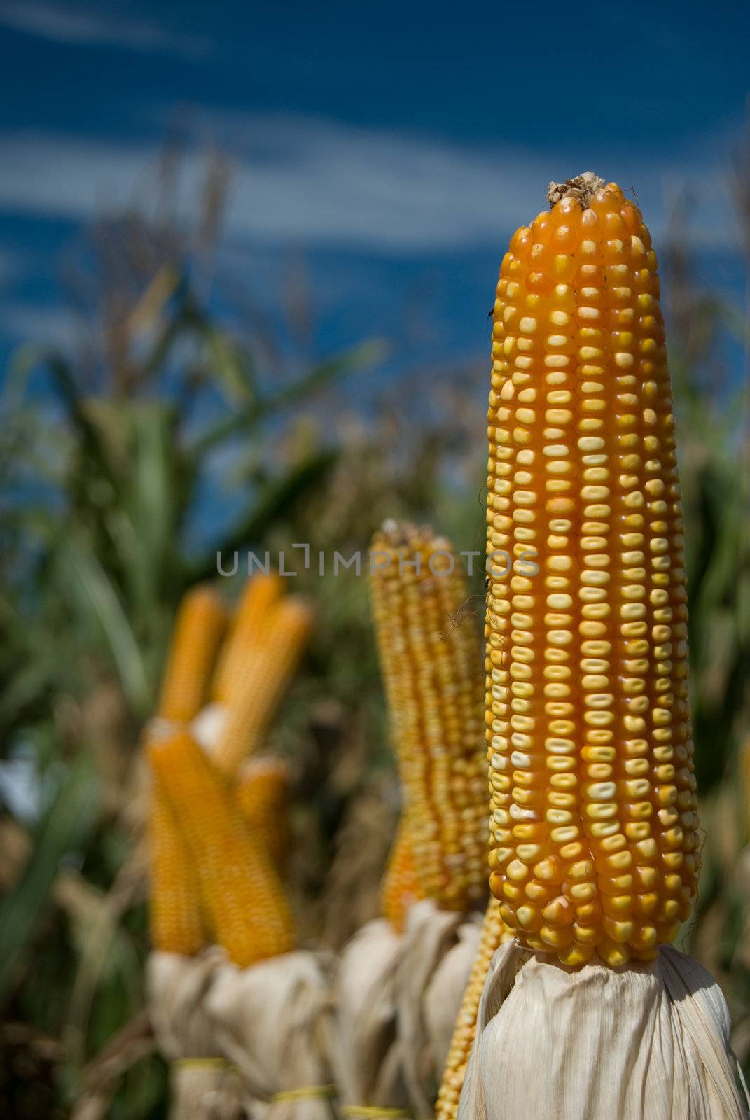 The maize is one known cultivated cereal to a large extent of the world. The maize extensively is used as human food or animal ration, had to its nutricionals qualities.