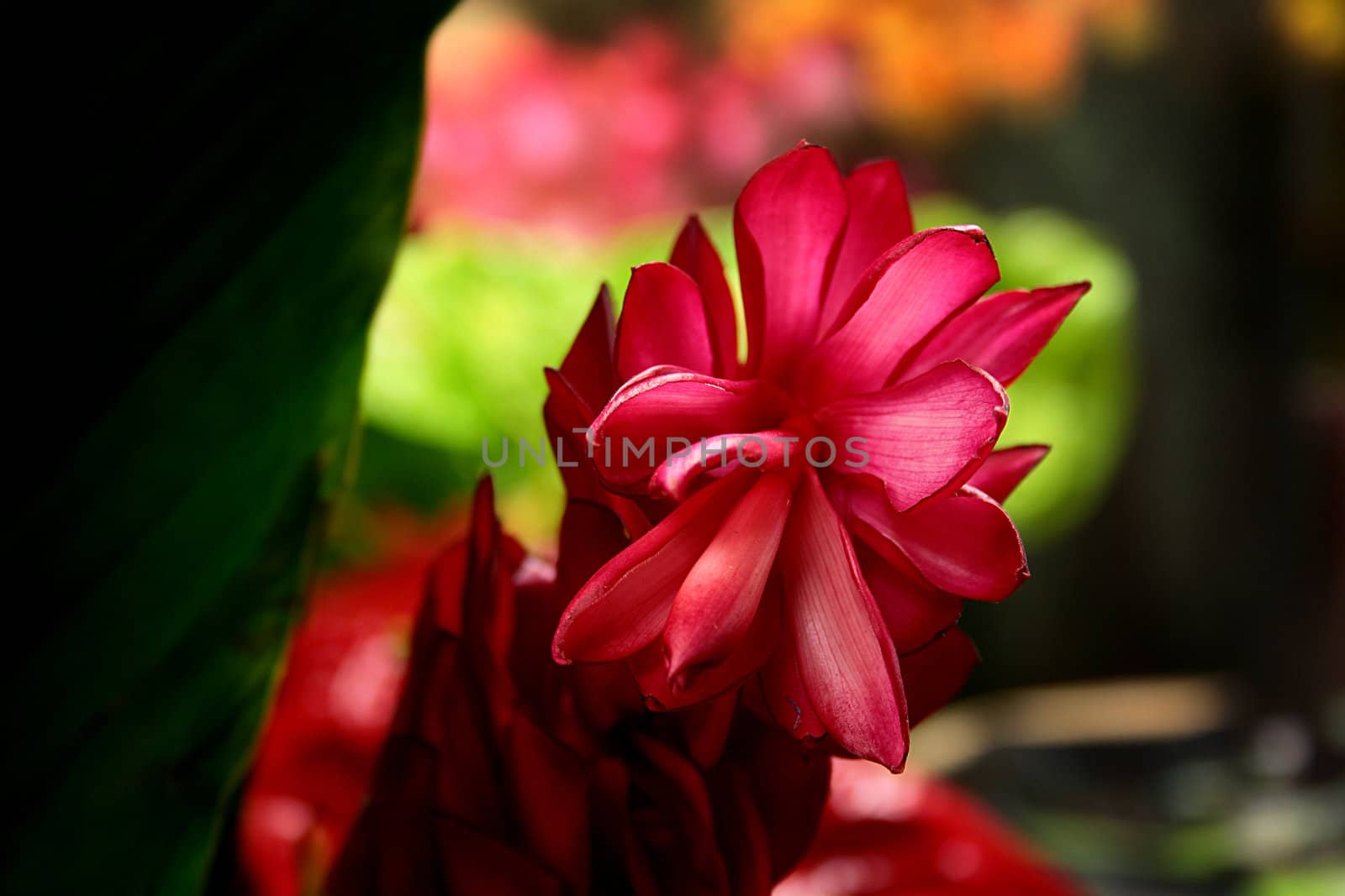Brightly red decorative flower from tropics, is used as addition to wedding bouquets.