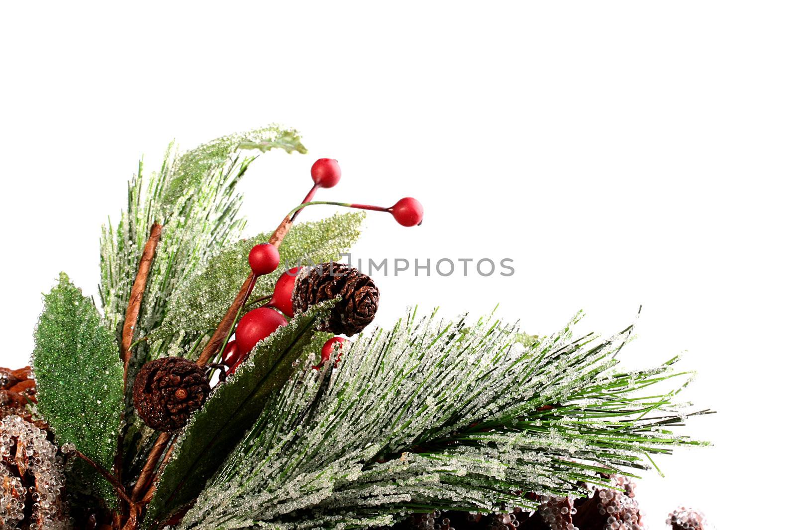 Decorative pine branch and red berries covered with hoarfrost. Scenery by winter holidays: New Years and to Christmas.
