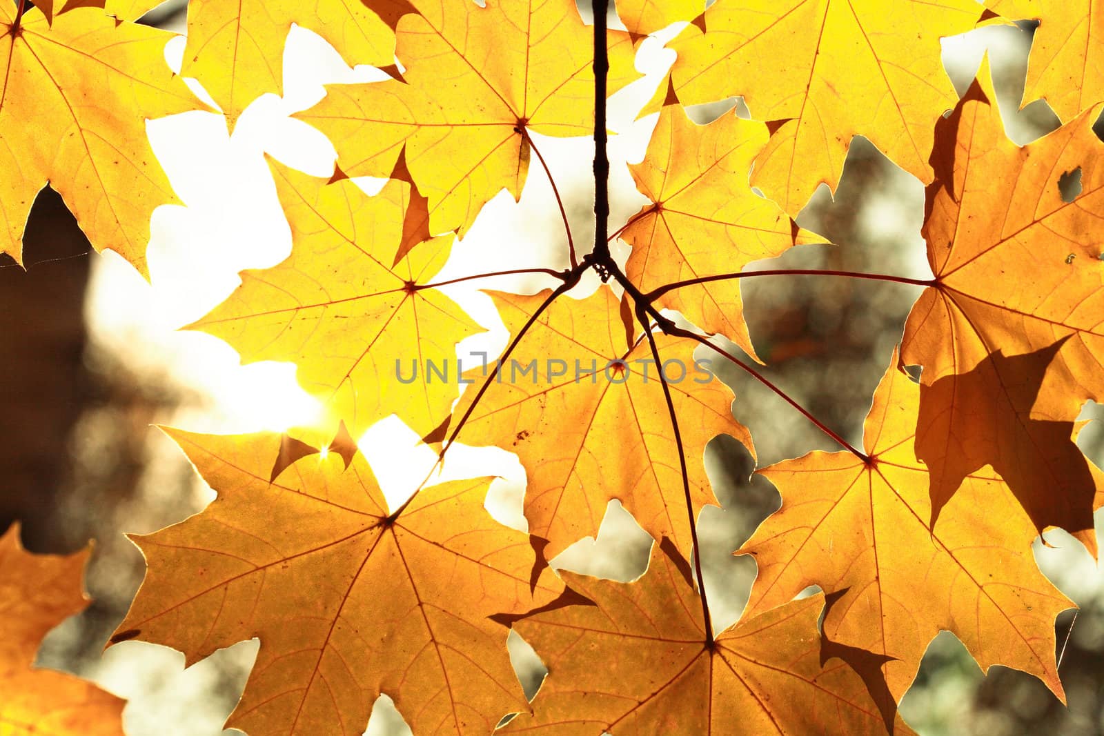 Nice autumn yellow maple leaves background against sun