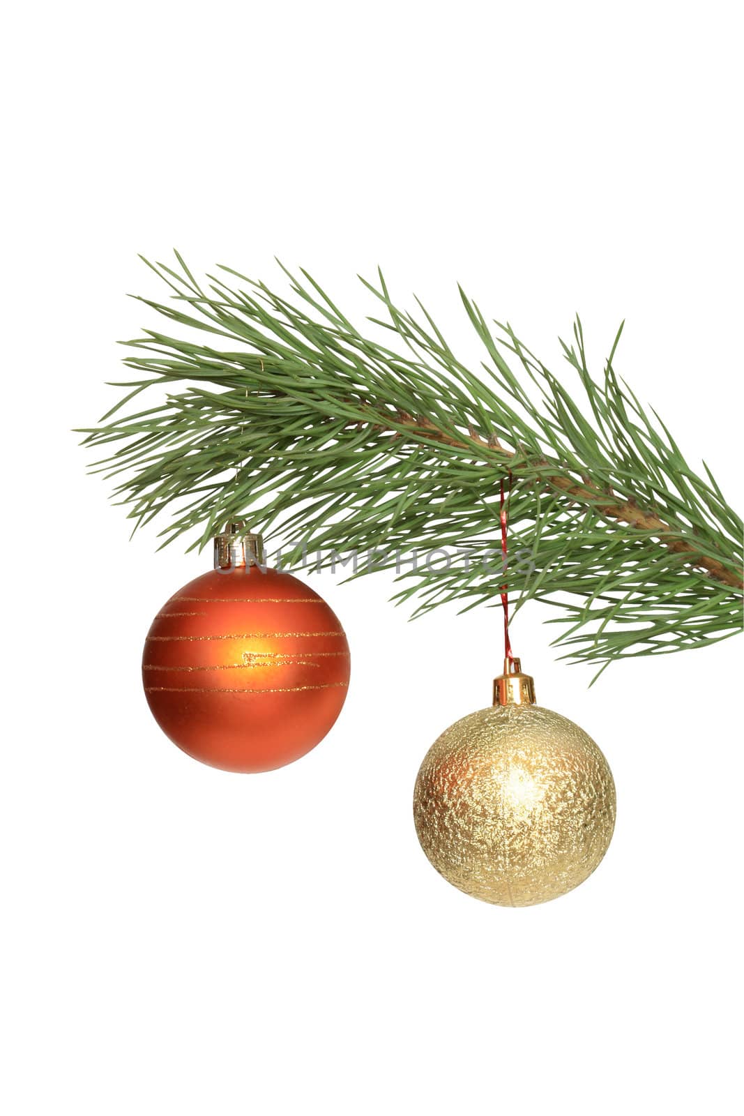 Two Christmas balls hanging on fir tree isolated on white background with clipping path